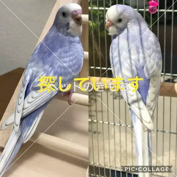 コメント投稿の画像