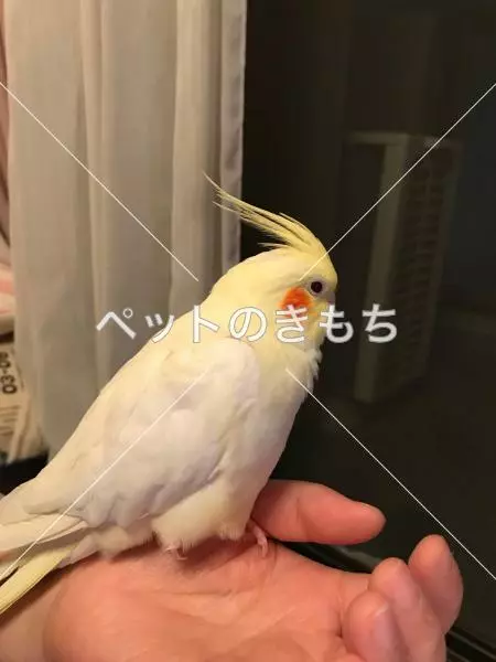 迷子鳥の画像