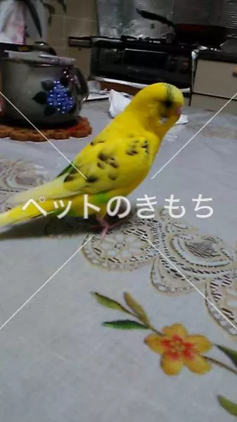 迷子鳥の画像