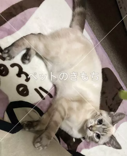 迷子猫の画像