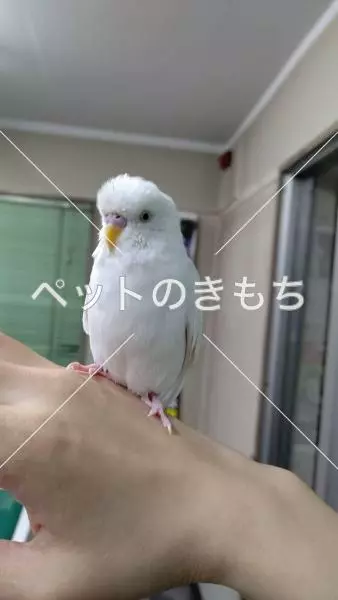 保護鳥の画像