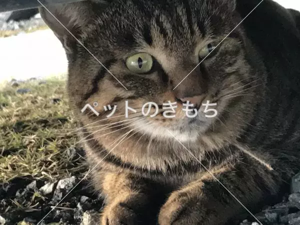 保護猫の画像
