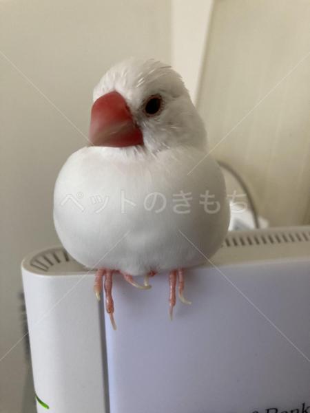 迷子鳥の画像