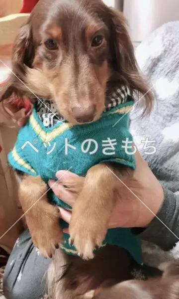 迷子犬の画像