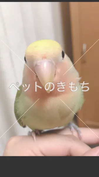 迷子鳥の画像
