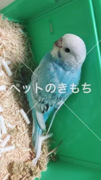 迷子鳥の画像