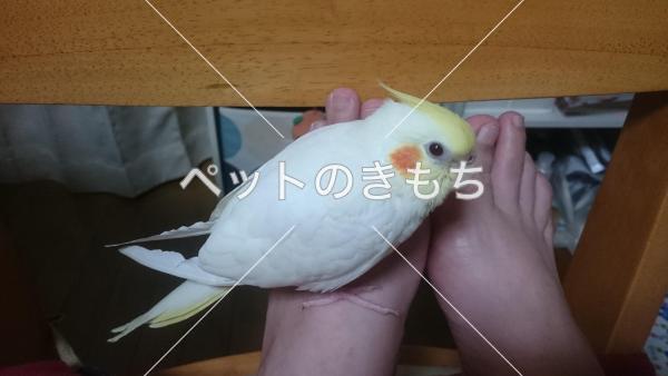 迷い鳥の写真