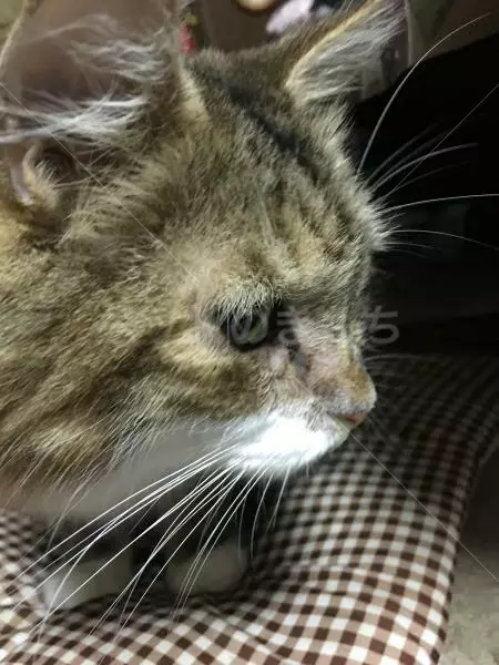 コメント投稿の画像