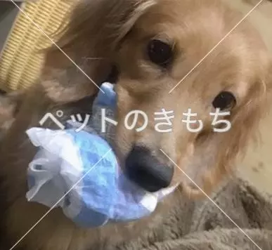 迷子犬の画像