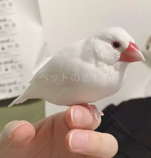迷子鳥の画像