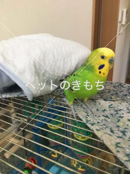 迷子鳥の画像