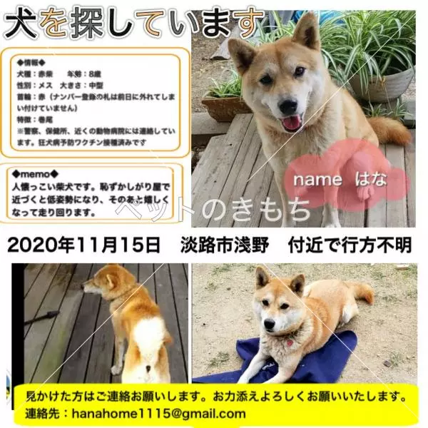 迷子犬の画像