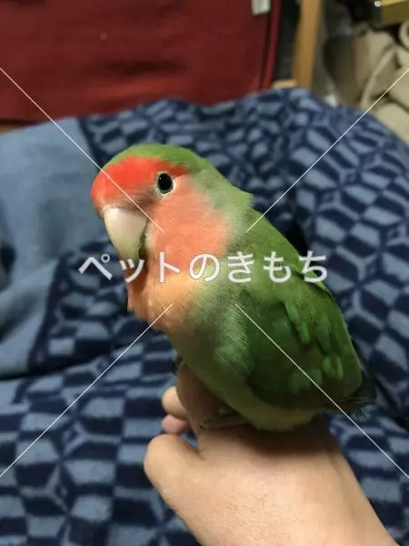 迷子鳥の画像