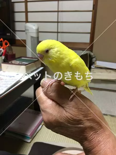 迷子鳥の画像