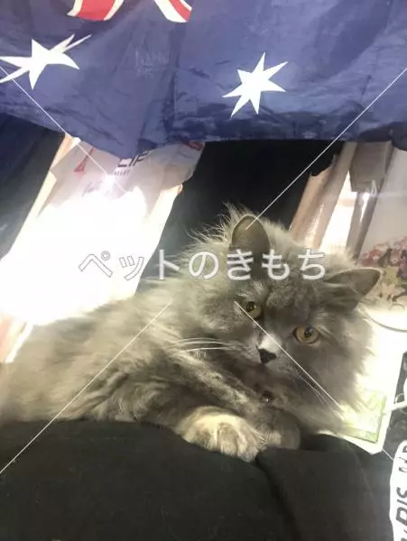 迷子猫の画像