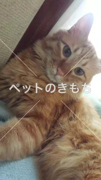 迷子猫の画像