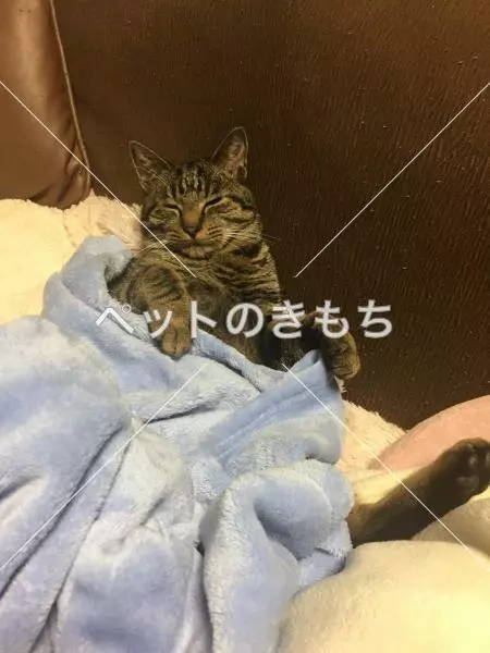迷子猫の画像