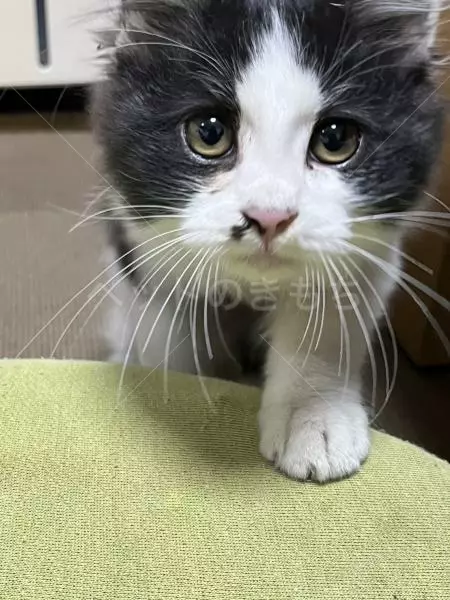 迷子猫の画像