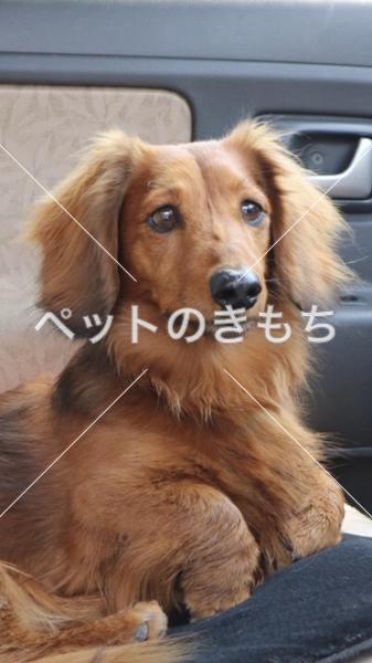 迷い犬の写真