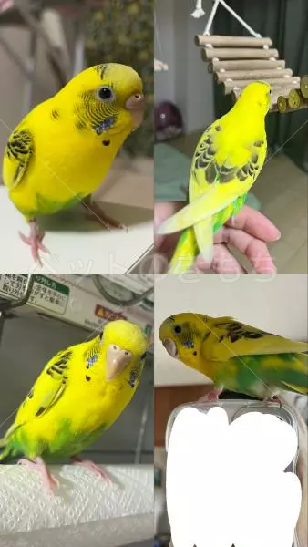 迷子鳥の画像