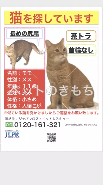 迷子猫の画像