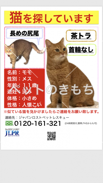 迷い猫の写真