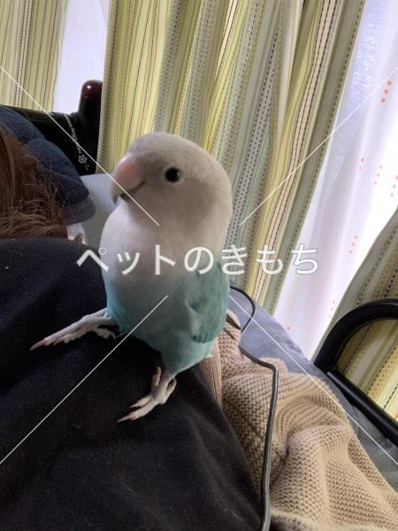 迷子鳥の画像