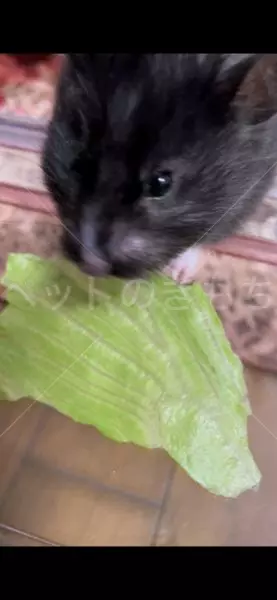 迷子ペットの画像