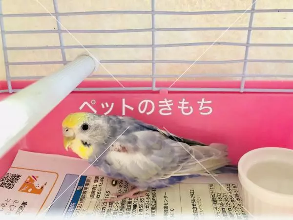 保護鳥の画像