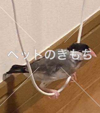 迷子鳥の画像