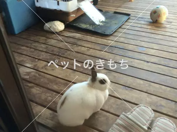 迷子ペットの画像