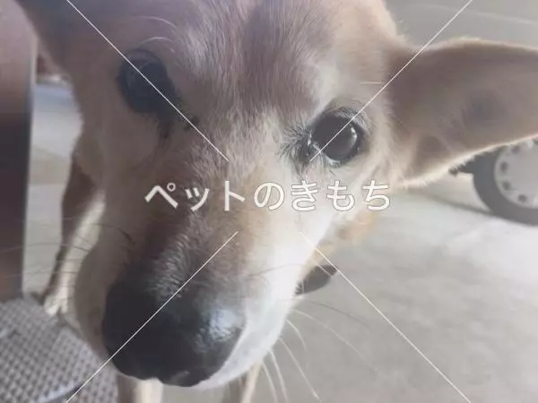 迷子犬の画像