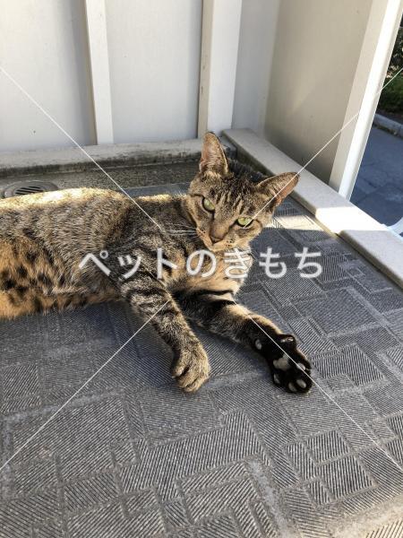 保護猫の写真
