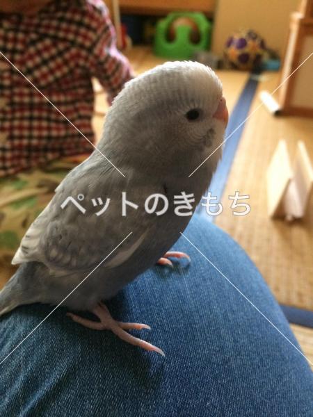 迷子鳥の画像