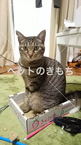迷子猫の画像
