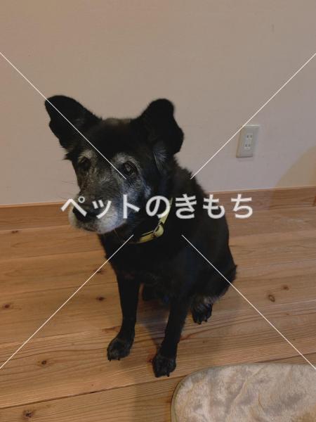 迷い犬の写真