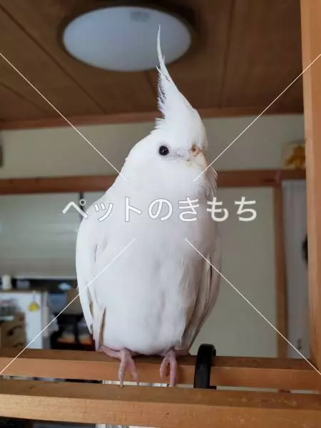 迷子鳥の画像