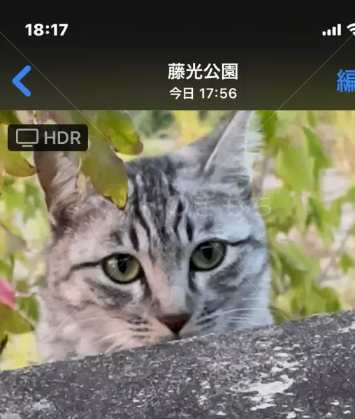 コメントの画像