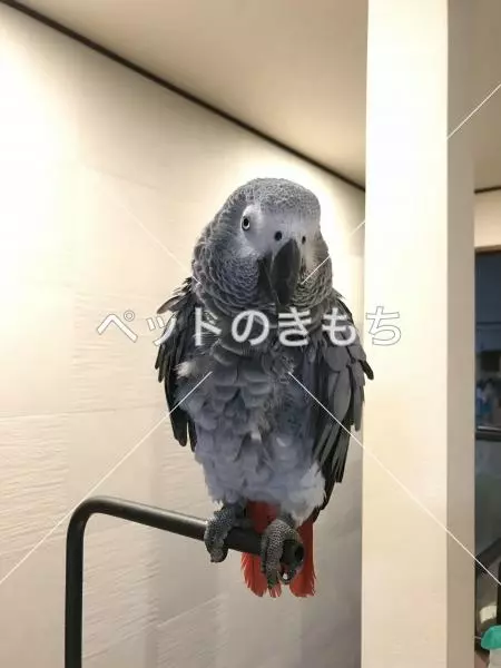 迷子鳥の画像