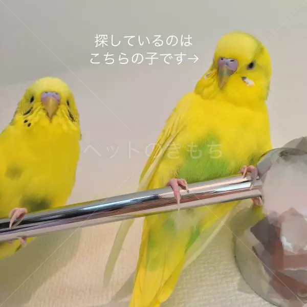 迷子鳥の画像