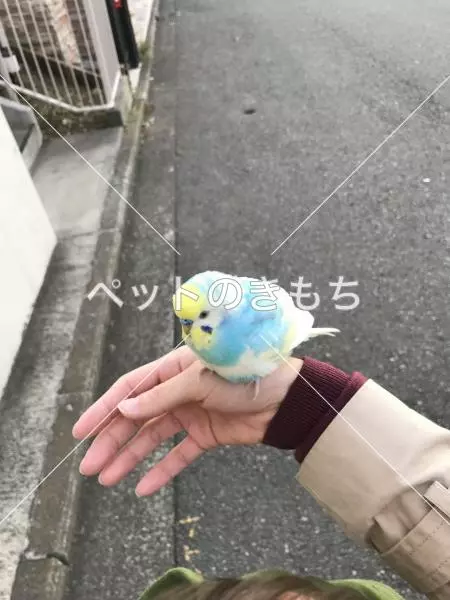 保護鳥の画像