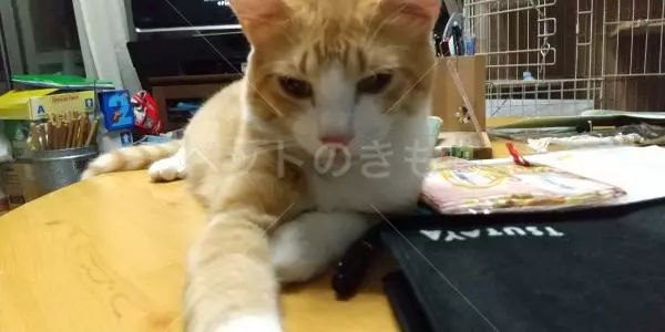 迷子猫の画像