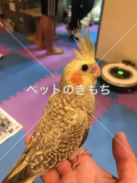 迷子鳥の画像