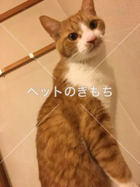 迷子猫の画像