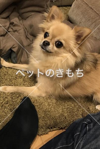迷い犬の写真