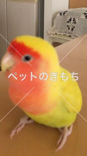 迷い鳥の写真