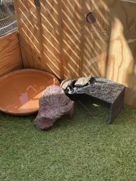 迷子ペットの画像