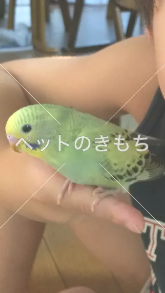 コメント投稿の画像