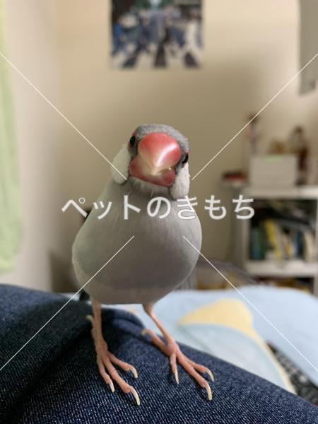 迷い鳥の写真