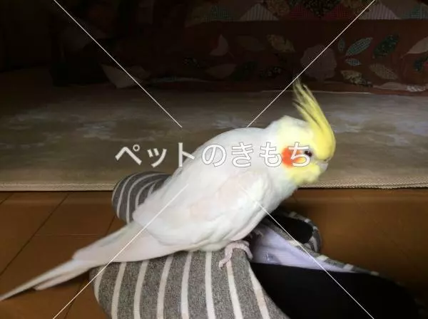 コメント投稿の画像